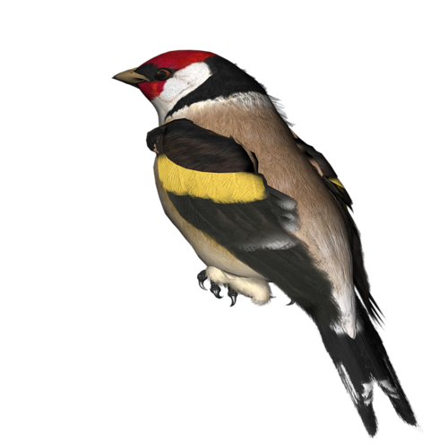 őszi állatok_108.png